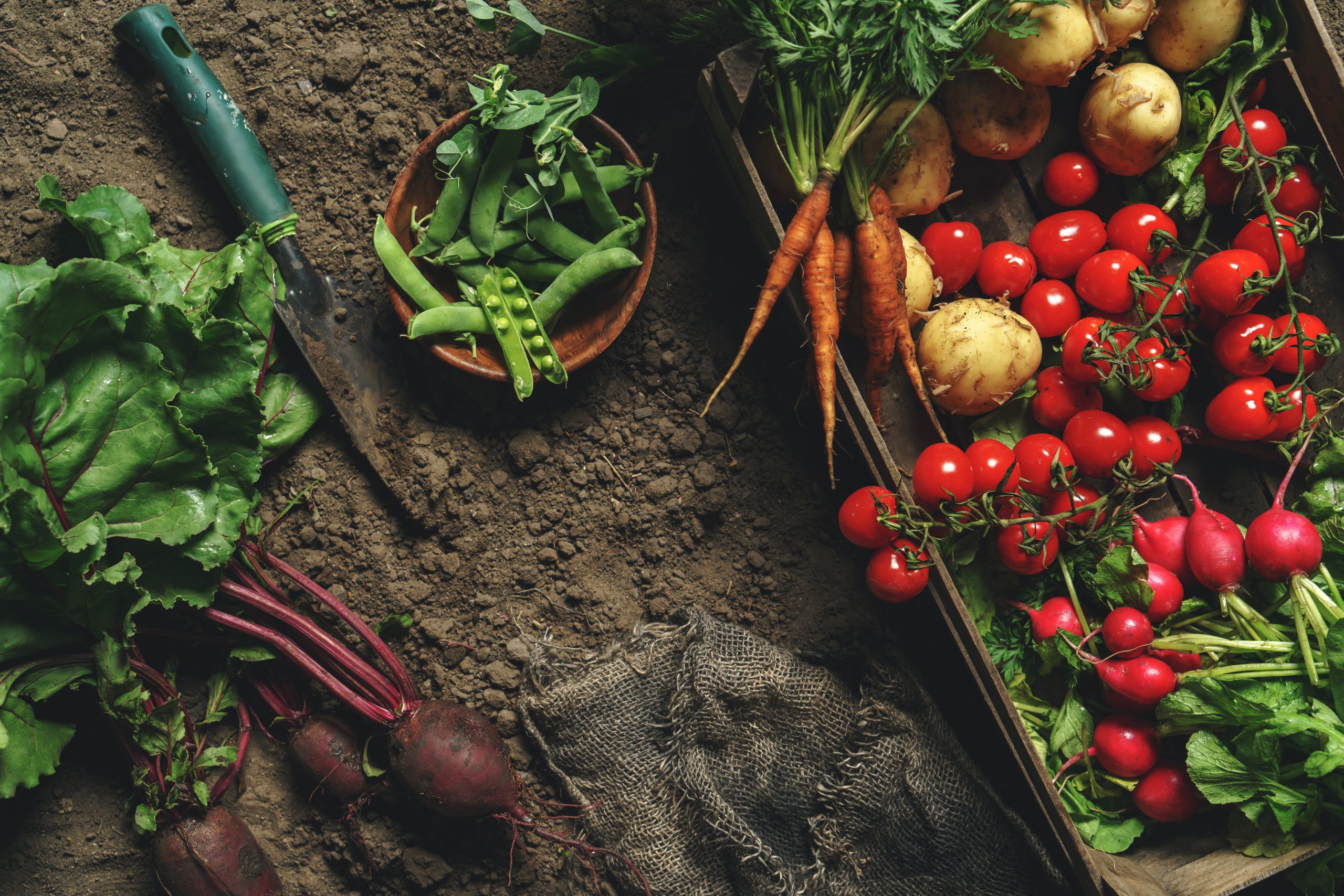 From Farm to Fork Understanding Organic vs. Non-Organic Foods
