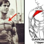 Advanced tips for achieving upper chest growth for bodybuilders.