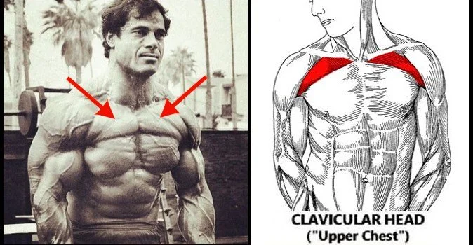 Advanced tips for achieving upper chest growth for bodybuilders.
