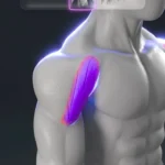 3D shoulders workout exercises for building strength and muscle tone.