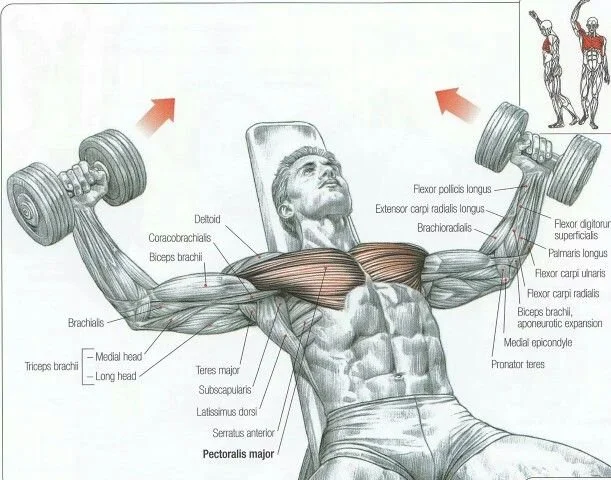 Arnold Schwarzenegger demonstrating chest flys for chest growth