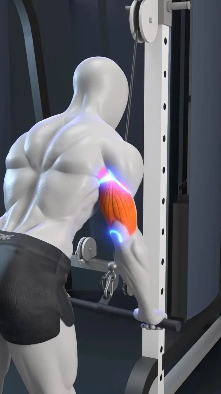 Person demonstrating correct triceps pushdown technique at the gym