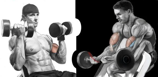 Comparison of incline dumbbell curl and preacher curl for biceps peak development