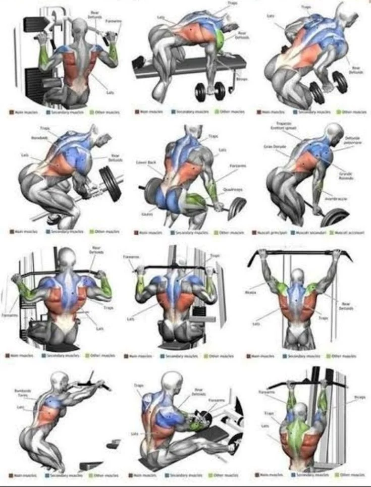 Strength training exercises for an effective back workout