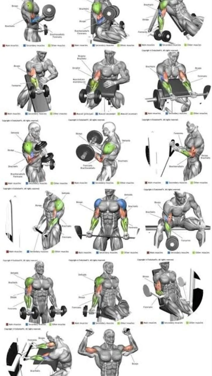 Illustration of a man performing biceps workout with dumbbells
