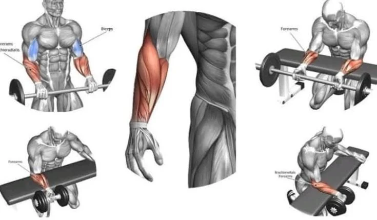 Forearm workout